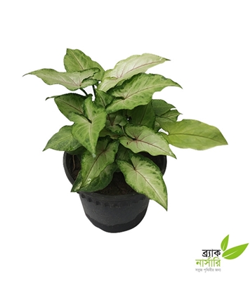Buy Caladium pot Online