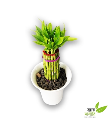Buy Dracaena Design Online