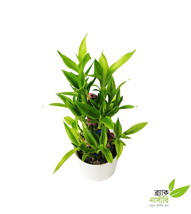 Buy Dracaena Design Online