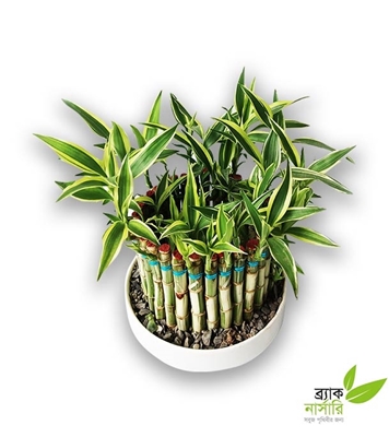 Buy Dracaena Design Plant Online