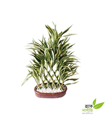 Buy Dracaena Design Plant Online