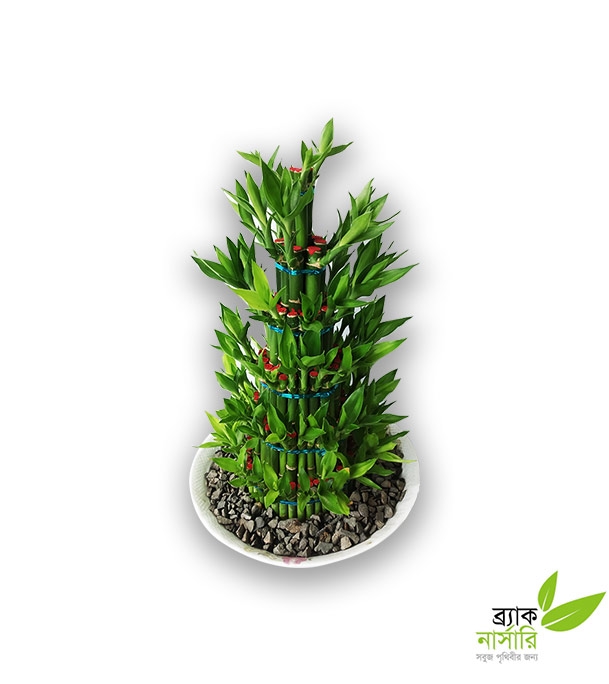 Buy Dracaena Design Plant Online