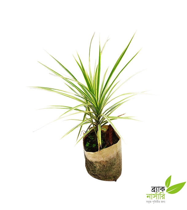 Buy Dracaena Marginata Online