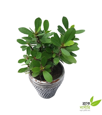 Buy Euphorbia Milii Plant Online
