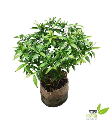 Buy Mini Tagor Plant Online