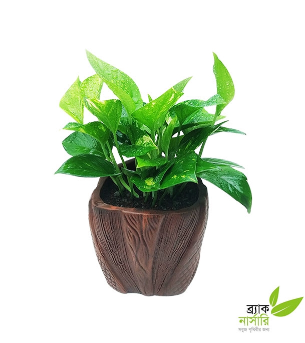 Buy Money Plant Online