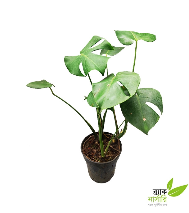 Buy Monstera Plant Online