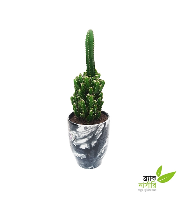 Buy Pagoda Cactus Plant Online