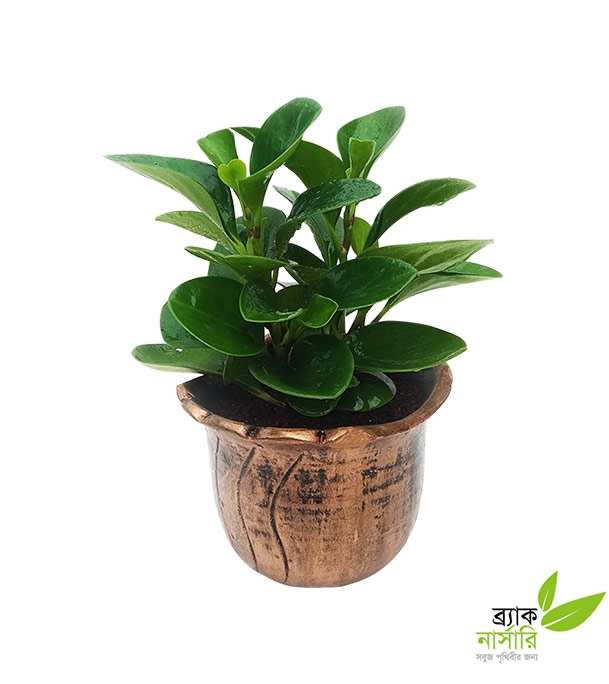 Buy Peperomia Plant Online
