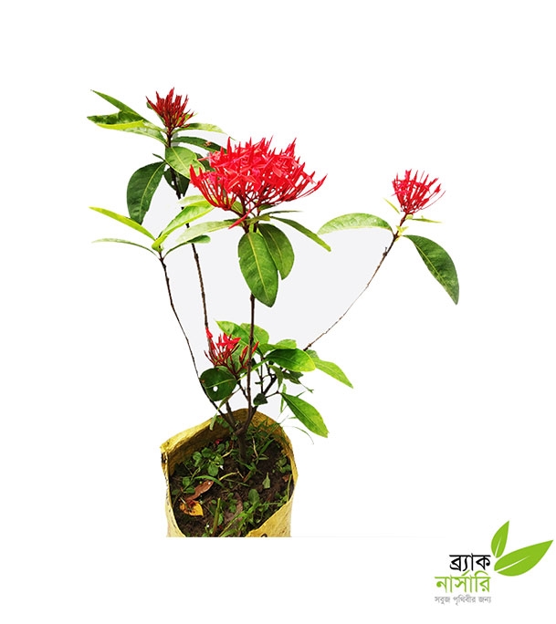 Buy Rangon Plant Online