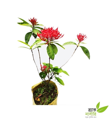 Buy Rangon Plant Online