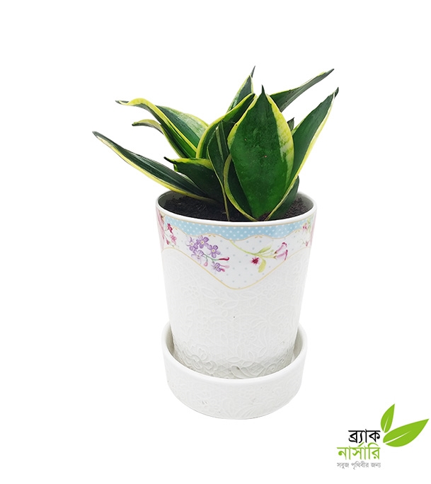 Buy Sanseveria Plant Online