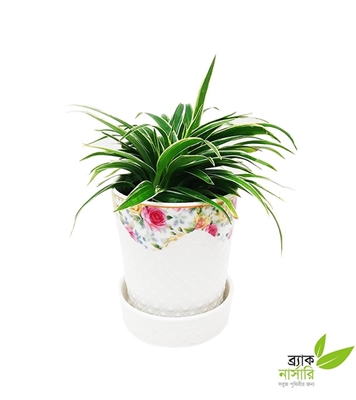 Buy Spider Plant Online