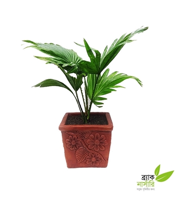 Buy Talpalm Plant Online