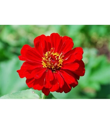 Buy Red Zinnia Flower Seed 25 pcs Online