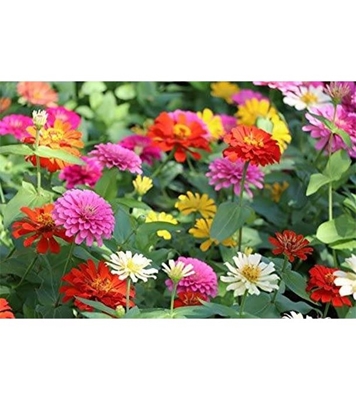 Buy Zinnia lilliput Doppia Flower Seed 25 pcs Online