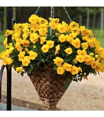 Buy Hanging Yellow Pansy Flower Seed 25 pcs Online