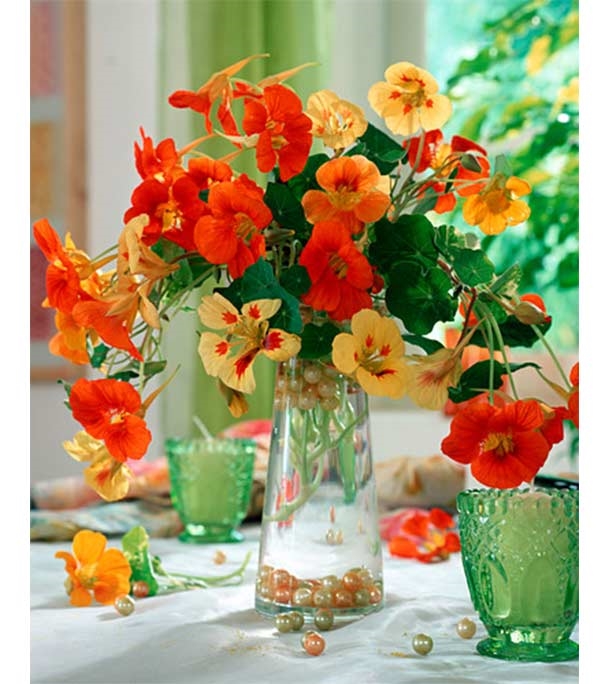 Buy Tropaeolum Majus Flower Seed 25 pcs Online