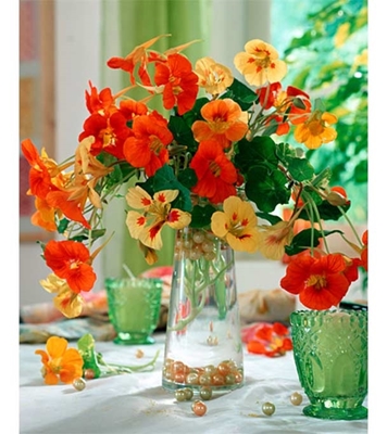 Buy Tropaeolum Majus Flower Seed 25 pcs Online