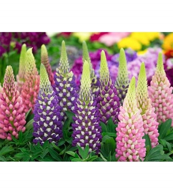 Buy Perennial Flower Seed 25 pcs Online