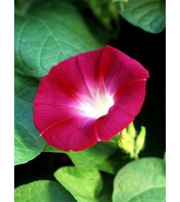 Buy Morning Glory Flower Seed 25 pcs Online