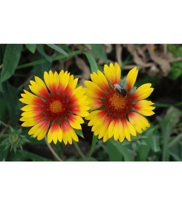 Buy Gaillardia Aristata Flower Seed 25 pcs Online