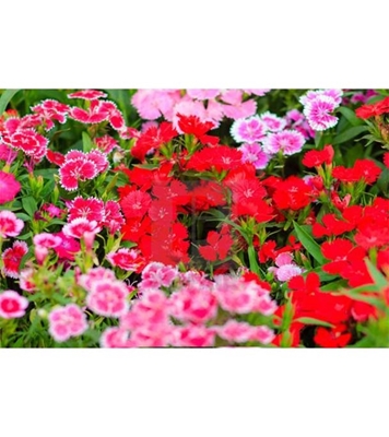 Buy Dianthus Chinensis Flower Seed  25 pcs Online