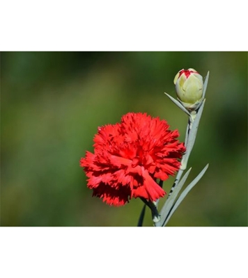 Buy Delphinium Consolida Flower Seed 25 pcs Online