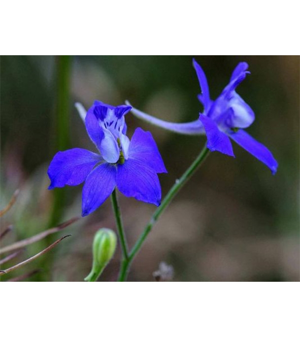 Buy Delphinium Consolida  Flower Seed 25 Pcs Online