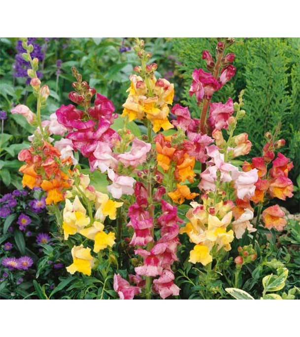 Buy Antirrhinum Majus Flower Seed 25 pcs Online