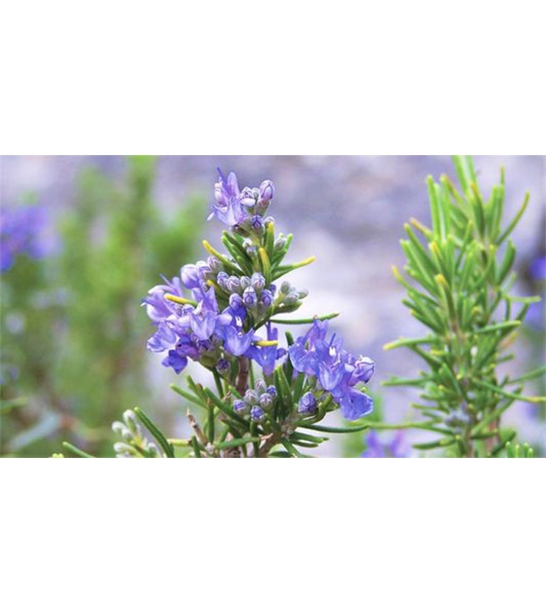 Buy Rose Marry Flower Seed 25 pcs Online