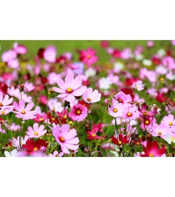 Buy Cosmos Flower Seed 25 pcs Online