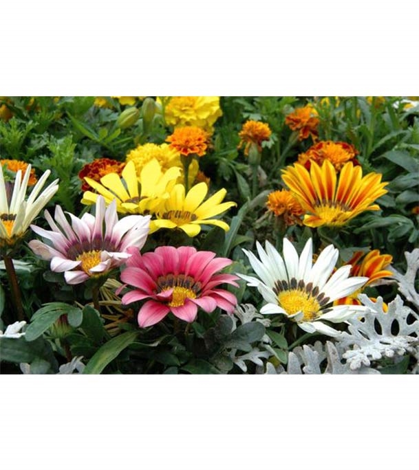 Buy Gazania Flower Seed 25 pcs Online