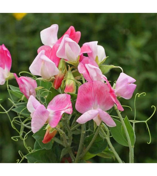 Buy Sweet Pea Flower Seed 25 pcs Online