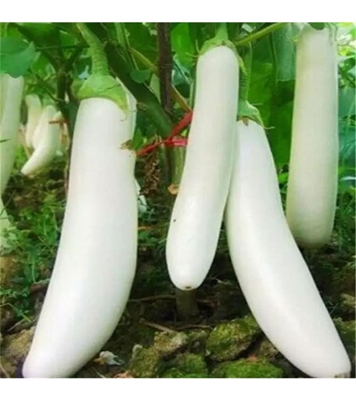 Buy White long Eggplant Seed 30 pcs Online