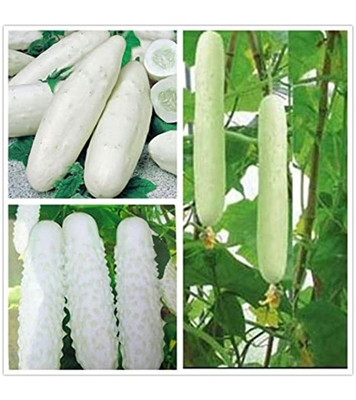 Buy White cucumber seeds 20 pcs Online