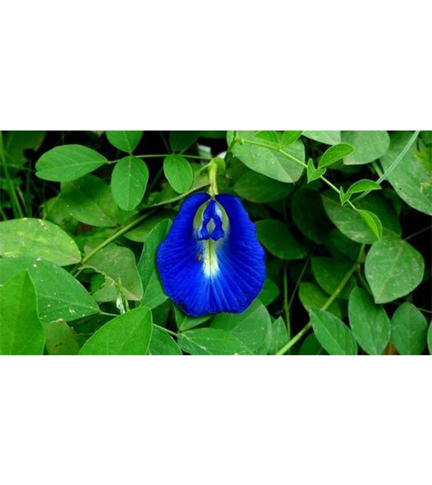 Buy Aparajita Flower Seed 25 pcs Online