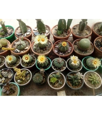 Buy Cactus Seed 15 Pcs Online