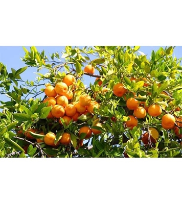 Buy Orange Fruit Seed 15 pcs Online