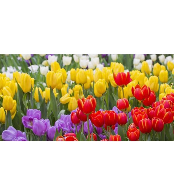 Buy Tulip Flower Seed 25 pcs Online