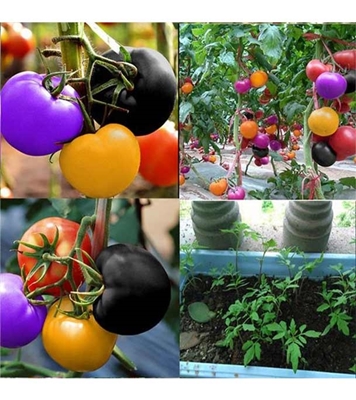 Buy Cherry Tomatoes Seed 30 Pcs Online