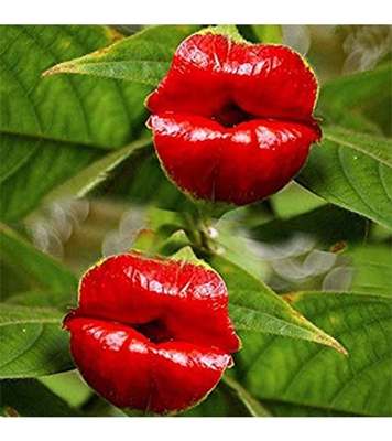 Buy Red Lips Flower Seed 25 pcs Online