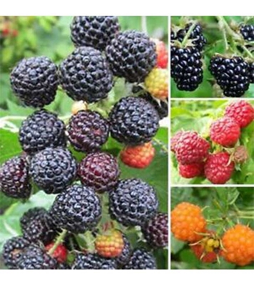Buy Raspberry Fruit Seed 40 pcs Online