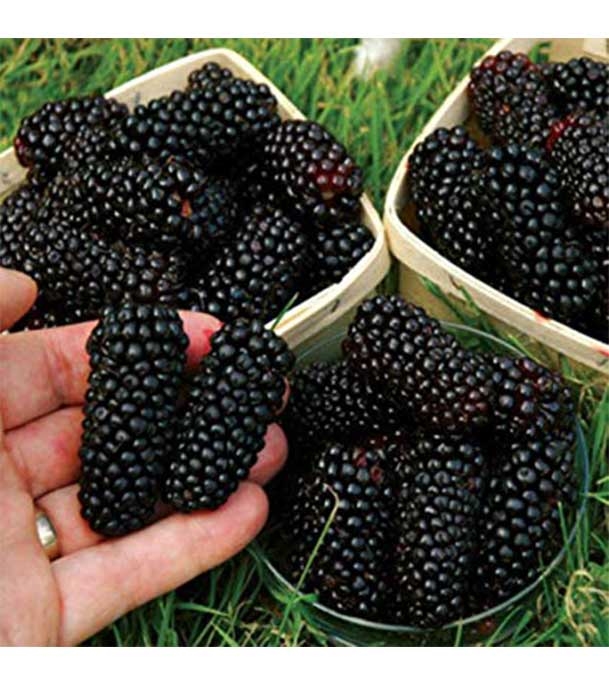 Buy Blackberry Fruit Seed 40 pcs Online