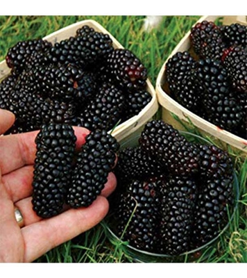 Buy Blackberry Fruit Seed 40 pcs Online