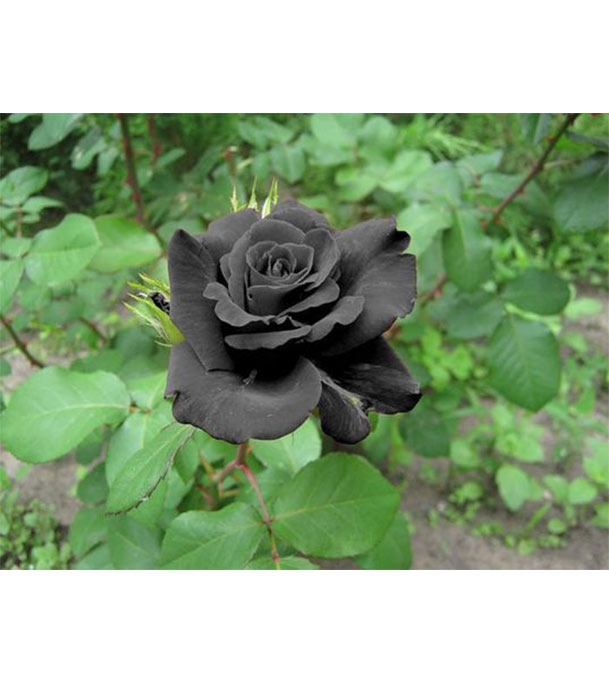 Buy Black Rose Seed 20 pcs Online