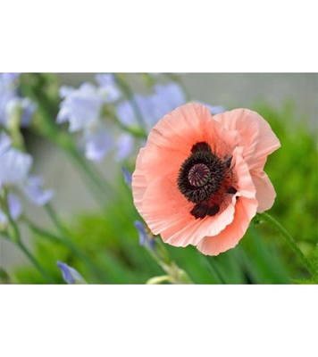 Buy Poppy Flower Seed 30 pcs Online