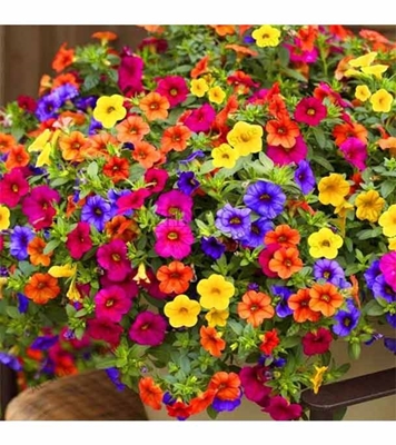 Buy Hanging Pitunia Flower Seed 50 pcs Online