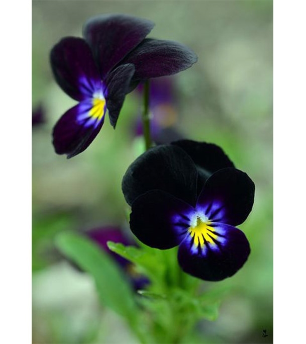 Buy Black Pansy Flower Seed 25 pcs Online