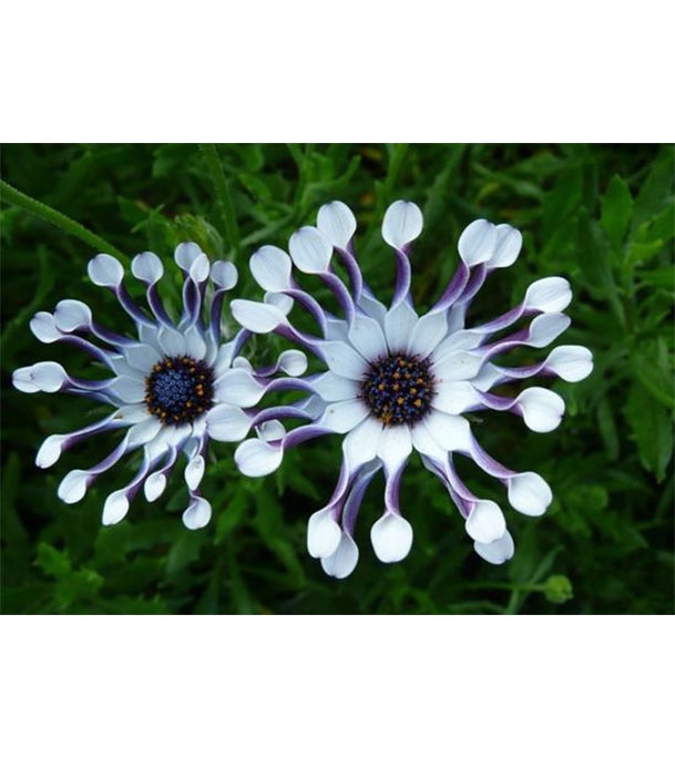 Buy Osteospermum Flower seed 25 pcs Online